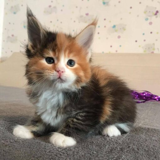 NALA