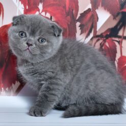 WILLIAM
