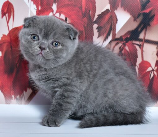 WILLIAM