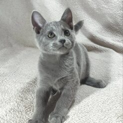 CAI