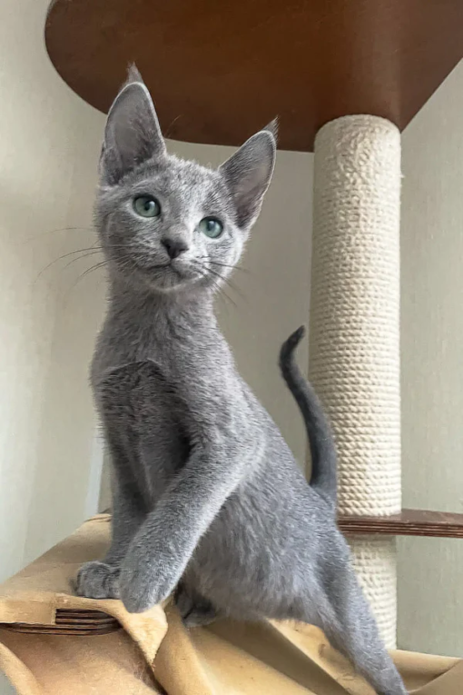 GREYSON