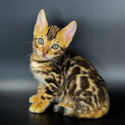 JARVIS
