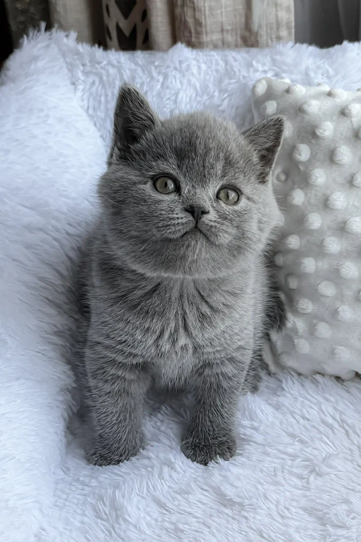 PUDDY